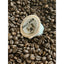 Bully Brew Coffee K-Cups (12 K-Cups)